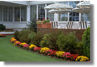 Garden Mums Assorted Colors