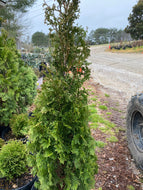 Thuja DeGroots Spire