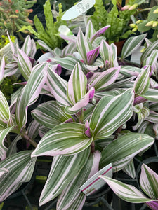 Tradescantia 'Bubble Gum' 4' Pot
