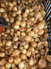 Load image into Gallery viewer, Onion Sets

