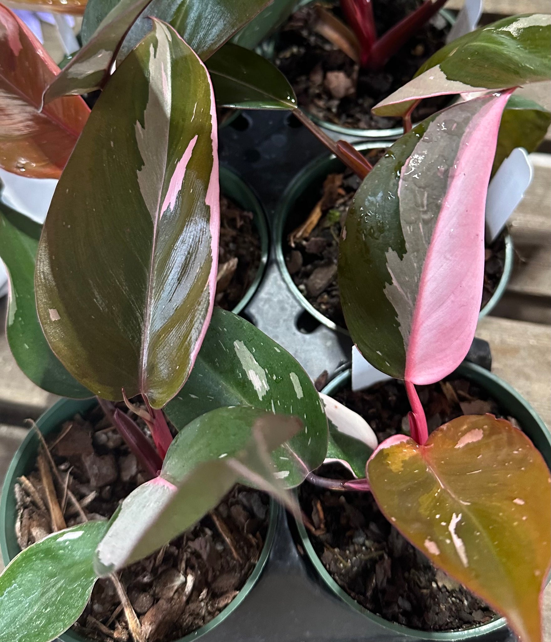 philodendron erubescens pink Philodendron erubescens 'Pink Princess' – Franklin Brothers Nursery