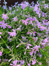 Load image into Gallery viewer, Phlox subulata
