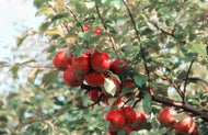 Apple Arkansas Black