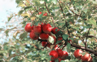 Apple Red Rome Beauty