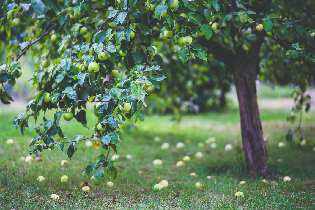 Apple Granny Smith