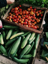 Load image into Gallery viewer, Cucumber National Pickling
