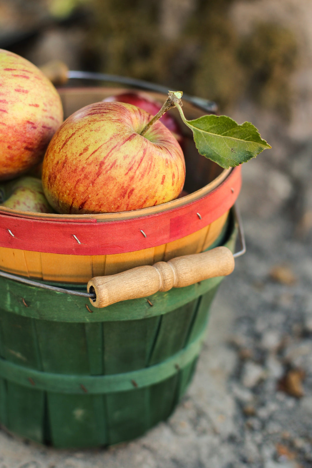 Apple Fuji