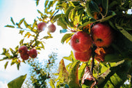 Apple Winesap