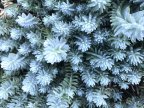 Sedum rupestre Blue Spruce