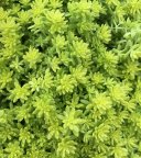 Sedum Gold Moss