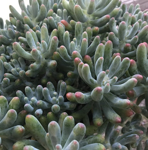 Sedum Jelly Beans